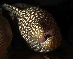 Tiny Moray Eel peering out from the darkness, 60mm, Hawaii by James Kashner 